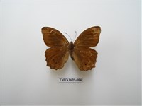 藏品(褐翅蔭眼蝶)的圖片